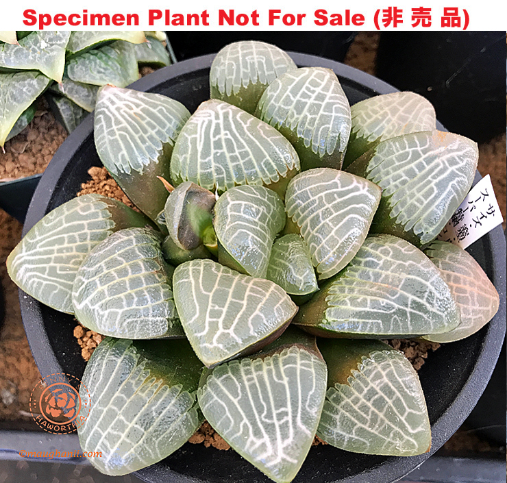 Hyb-316 H. correcta 'Super Size Tokuami', 10 seeds, 2025 Hyb-316 H. correcta 'Super Size Tokuami', 10 seeds, 2025